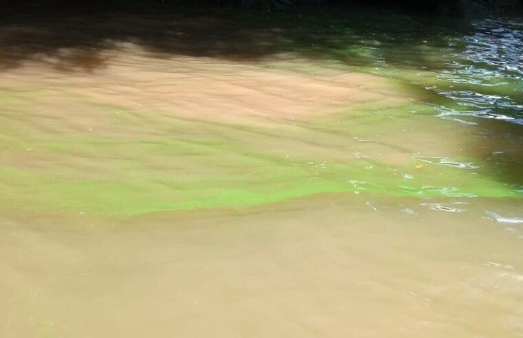 Cianobacterias: Tigre advirtió que las aguas del río no son aptas para consumo ni uso recreativo