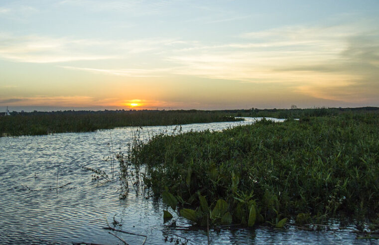 Apareció una nueva Isla en San Isidro