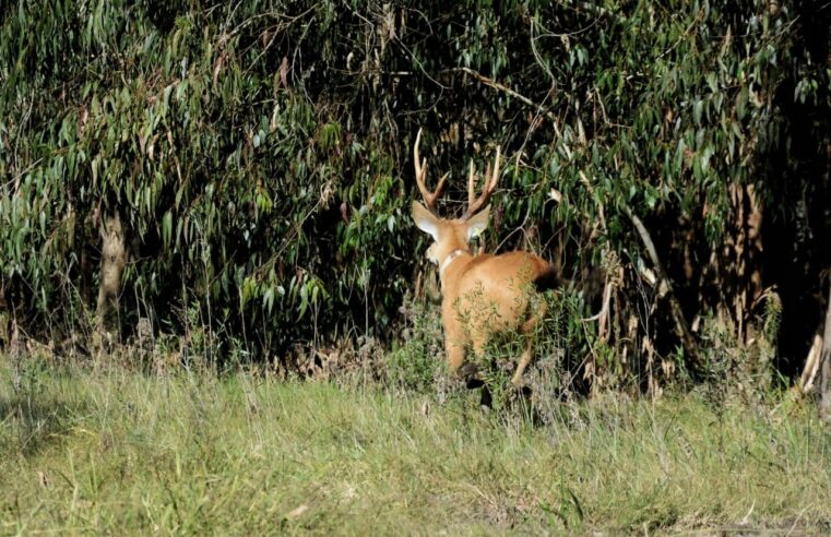 Primer avistaje de Ciervo de los Pantanos en la Reserva Natural Isla Martín García