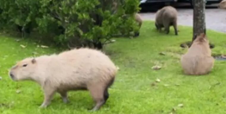 Invasión de carpinchos en Nordelta: atacaron a un perro y hay preocupación