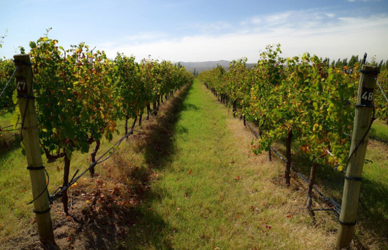 Destacan la producción de vinos de diversas cepas en la Provincia