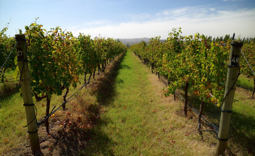 Destacan la producción de vinos de diversas cepas en la Provincia