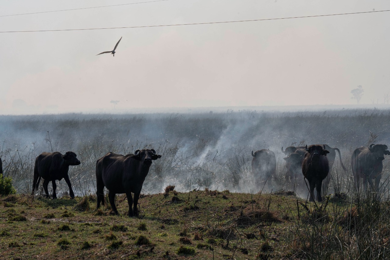 Incendios: Temaikén se suma a la campaña de la Municipalidad de Escobar para proteger la fauna silvestre