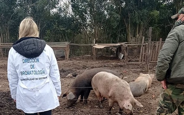 Escobar clausuró un criadero de cerdos clandestino