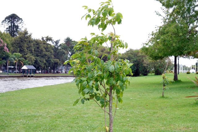 Tigre plantó más de 5000 árboles nativos para promover un ambiente más sustentable 