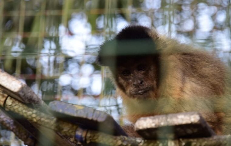 Se realizó el primer traslado de animales en la historia de Malvinas Argentinas 