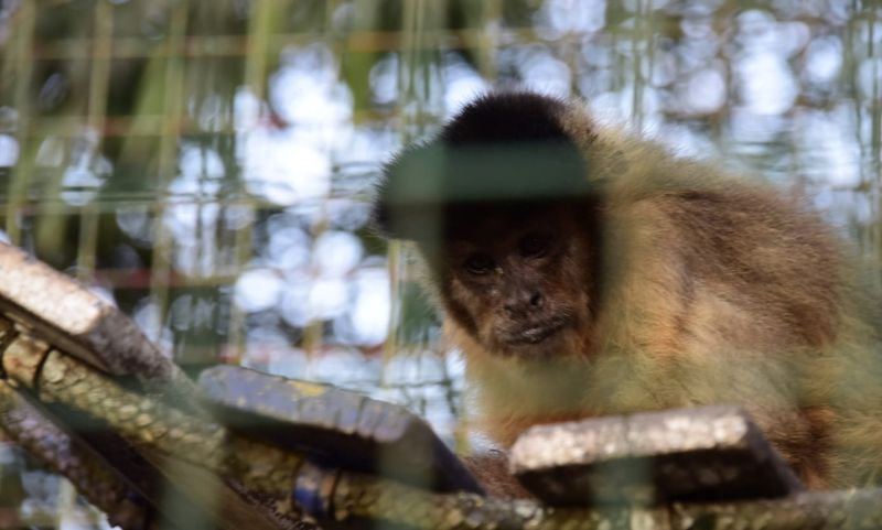 Se realizó el primer traslado de animales en la historia de Malvinas Argentinas