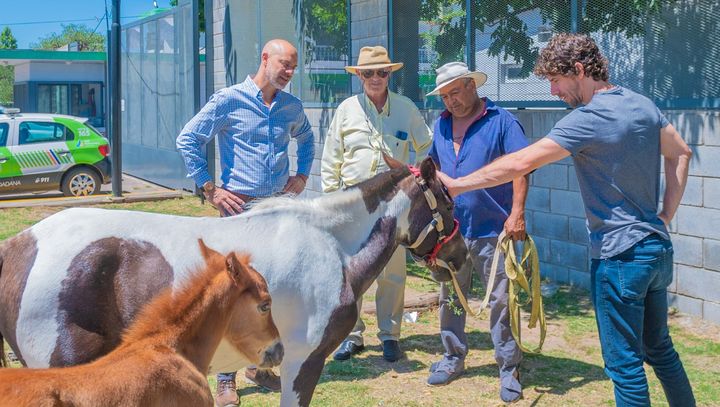 San Fernando liberó dos caballos más y entregó una moto eléctrica contra la Tracción a Sangre