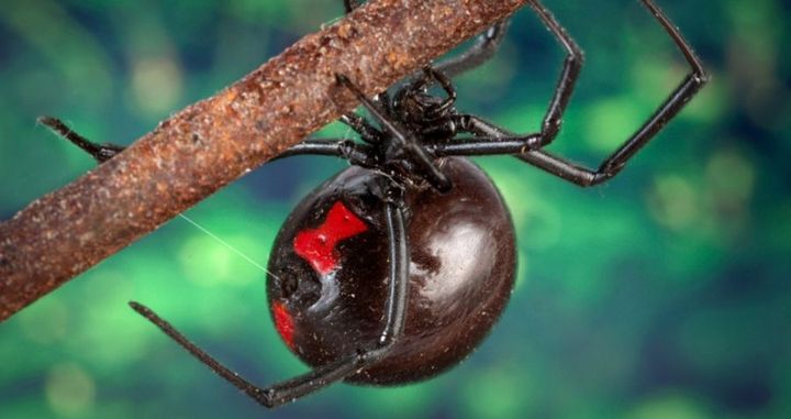 Aparecieron arañas viudas negras en Provincia: cómo detectarlas