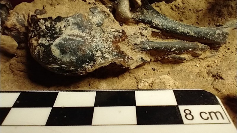 Descubren, en San Pedro, el pájaro carpintero fósil más completo de Sudamérica