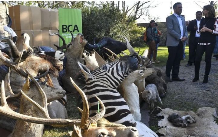 Destruyen miles de trofeos de caza producto del tráfico de fauna silvestre