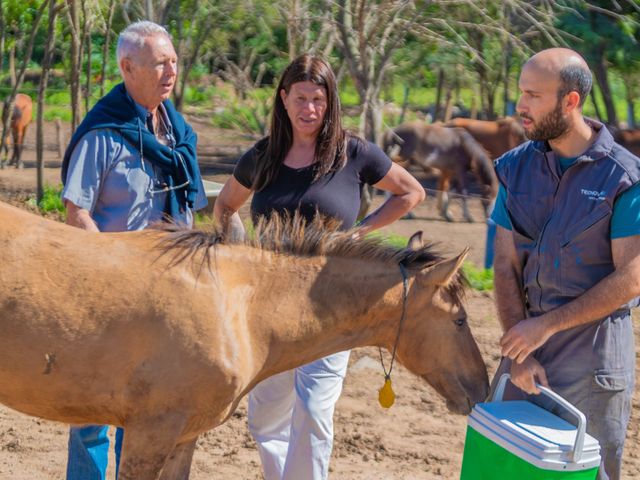 Encefalitis equina: San Fernando colabora en la vacunación de caballos rescatados de la Tracción a Sangre