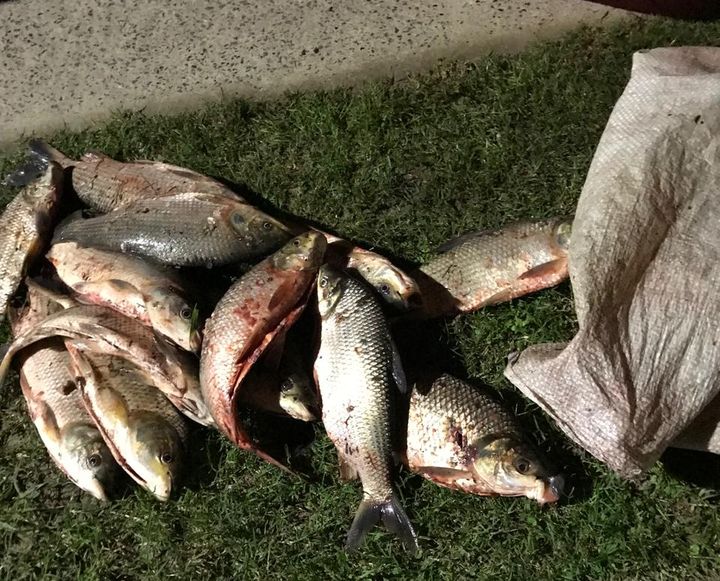 Escobar incautó 80 kilogramos de pescado producto de la pesca ilegal