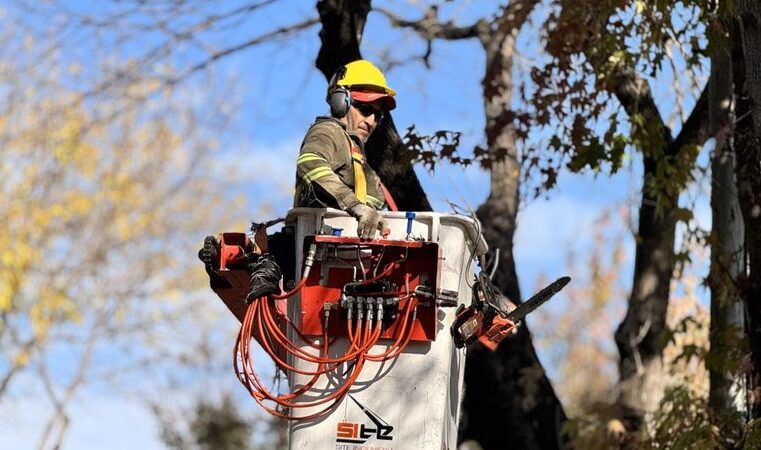 Vicente López avanza con el Plan de Poda 2025