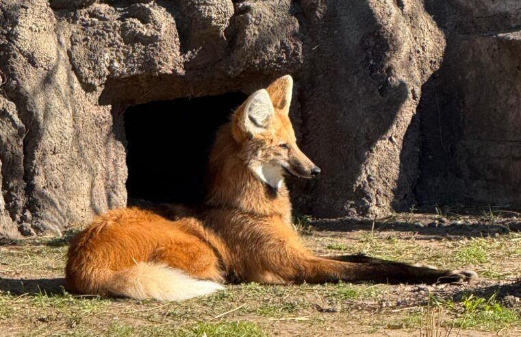 El Bioparque Temaiken, más vivo que nunca esta primavera