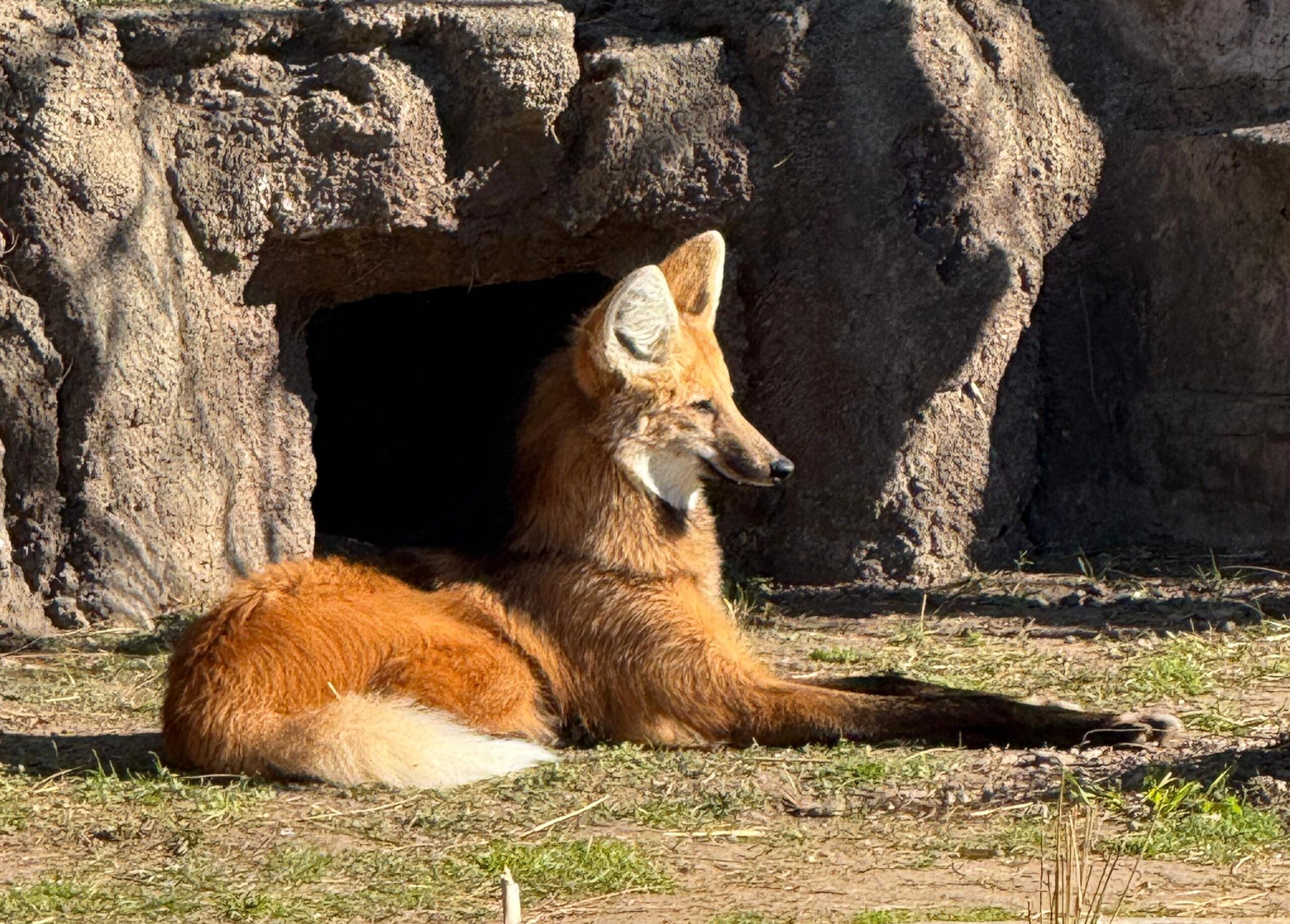 El Bioparque Temaiken, más vivo que nunca esta primavera