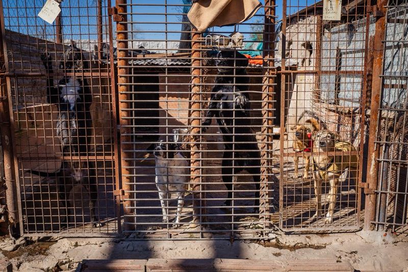 Continúa la campaña de la Agrupación Melo y APAC para construir nuevos caniles