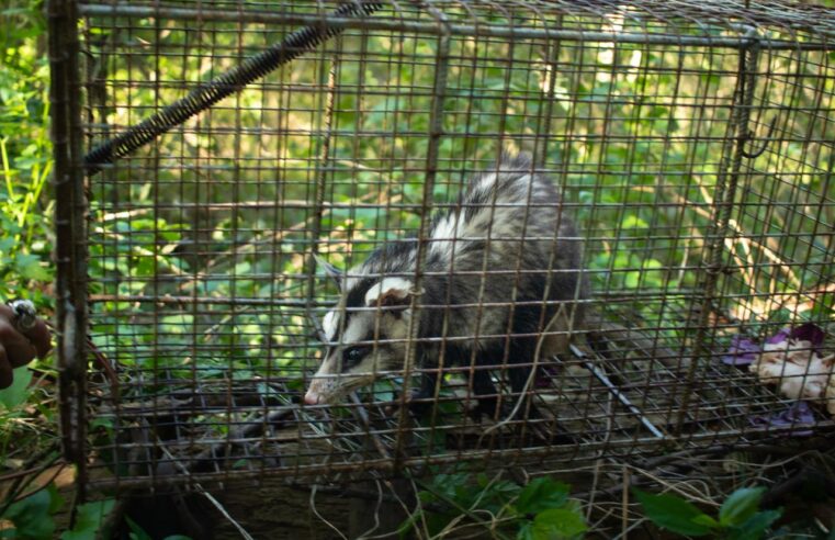 La Reserva Natural de Maschwitz suma biodiversidad con la llegada de coipos y comadrejas