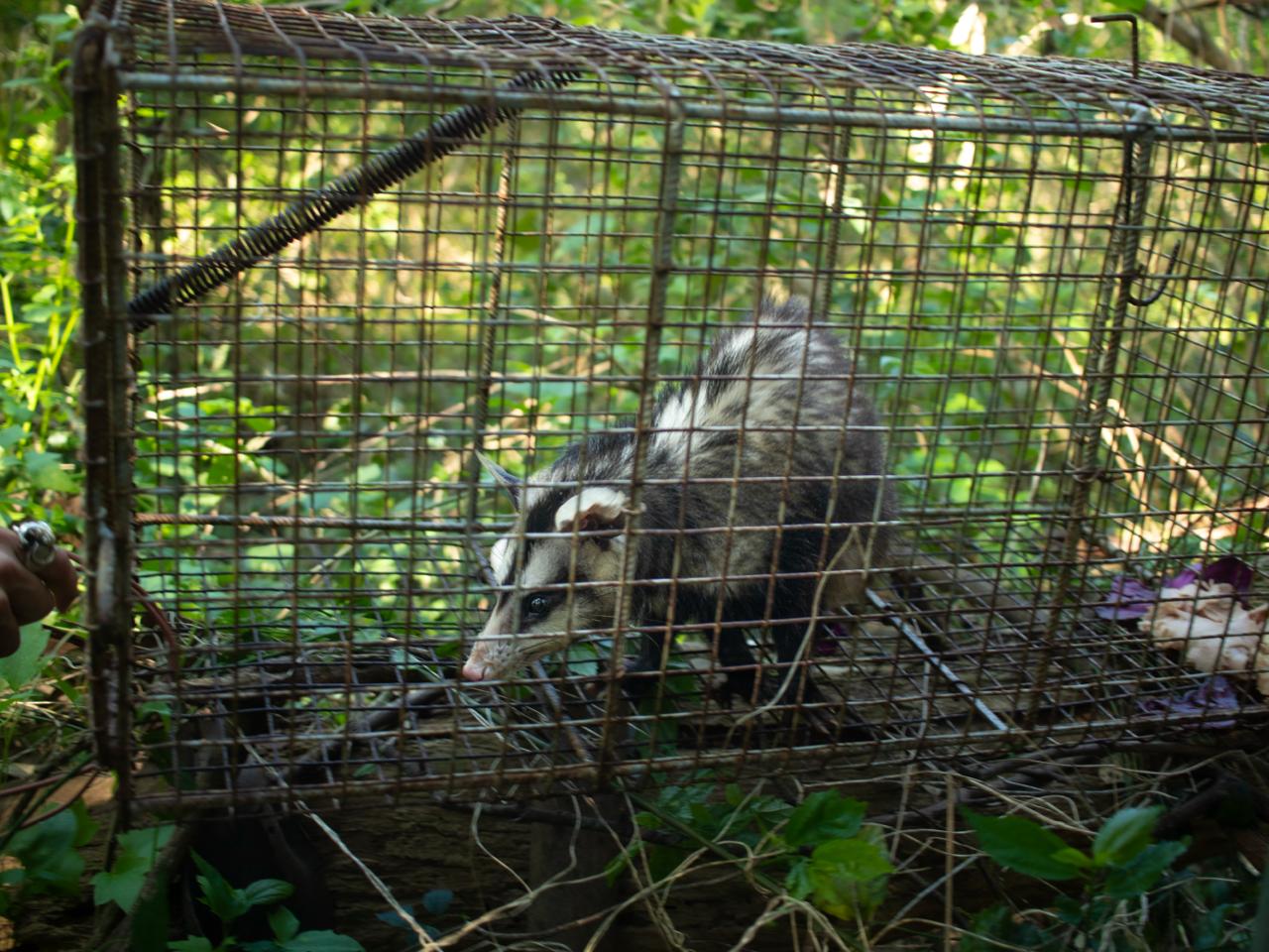 La Reserva Natural de Maschwitz suma biodiversidad con la llegada de coipos y comadrejas