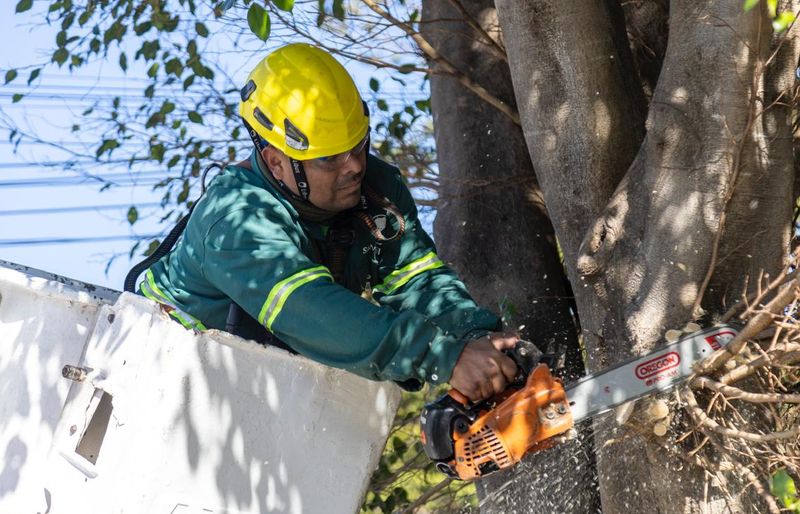 San Isidro avanza con su primer Censo de Arbolado: ya se relevaron más de 100 mil árboles