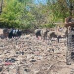 Zoonosis Escobar: rescataron 25 animales de un basural en el predio de la Ruta 26 whatsapp_image_2026_03_26_at_11_15_24__1_