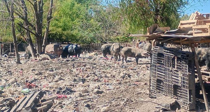 Zoonosis Escobar: rescataron 25 animales de un basural en el predio de la Ruta 26