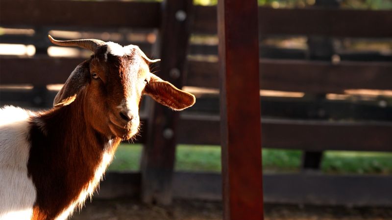 Predio Ruta 26: Escobar rescató a más de 200 animales del megabasural clausurado 