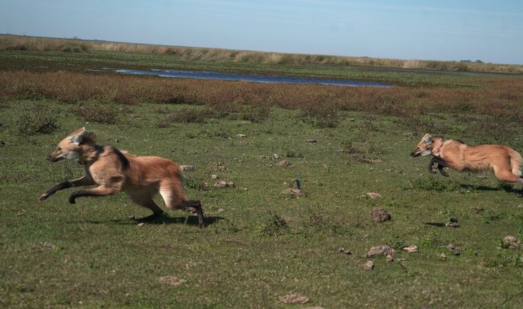 Temaikèn reinsertó a Kuarahy y Jasy, dos ejemplares de aguará guazú