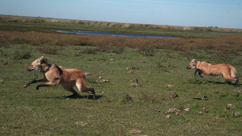 Temaikèn reinsertó a Kuarahy y Jasy, dos ejemplares de aguará guazú