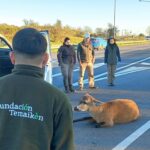 El ciervo de los pantanos rescatado en panamericana vuelve a la naturaleza Foto 23-6-26, 8 49 33 a m