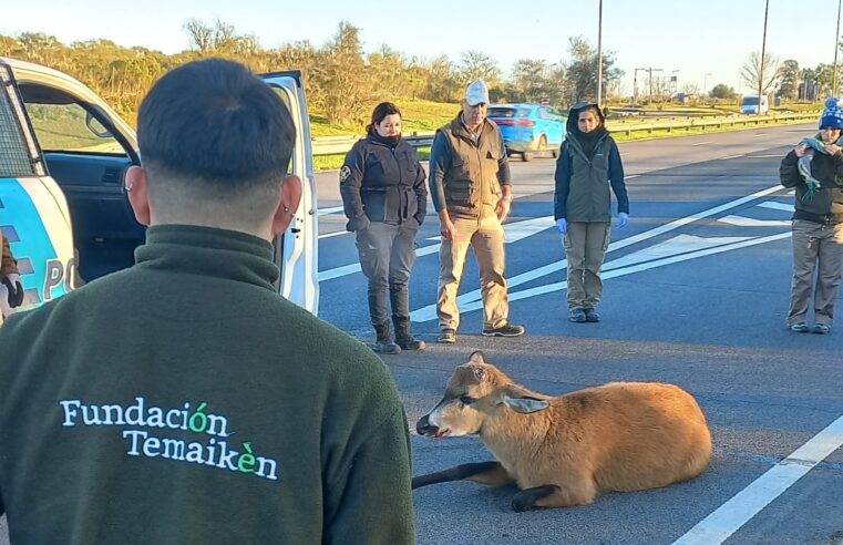 El ciervo de los pantanos rescatado en panamericana vuelve a la naturaleza