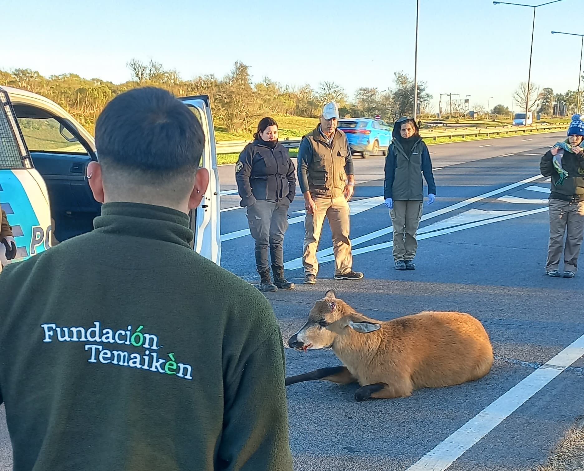 El ciervo de los pantanos rescatado en panamericana vuelve a la naturaleza