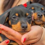 San Fernando prohibió a los criaderos de mascotas y la venta de animales en comercios 4 san fernando contra la venta de animales ago2026