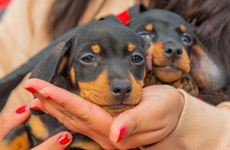 San Fernando prohibió a los criaderos de mascotas y la venta de animales en comercios