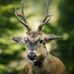 Fundación Temaikèn reunió a empresas y referentes por la conservación del huemul Hq9u9SQ2g4_780x438