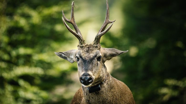 Fundación Temaikèn reunió a empresas y referentes por la conservación del huemul
